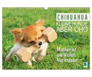 Chihuahua: Cani di piccola taglia ma oho (calendario da parete 2026 DIN A3 quer), Calvendo calendario mensile: Chihuahua: curioso, agile e sempre pronto per un'avventura (CALVENDO Animali)