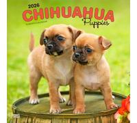 Chihuahua Cuccioli | 2026, 30 x 61 cm (da appendere), mensile da parete, senza plastica, trote bruniche, animali di piccola taglia