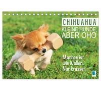 Chihuahua: Kleine Hunde, aber oho (Tischkalender 2026 DIN A5 quer), CALVENDO Monatskalender: Chihuahua: Neugierig, flink und immer bereit für ein Abenteuer