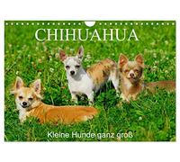 Chihuahua - Kleine Hunde ganz groß (Wandkalender 2026 DIN A4 quer), CALVENDO Monatskalender: Die kleinste Hunderasse der Welt auf 13 faszinierenden Fotos