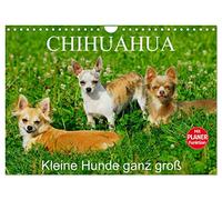 Chihuahua - Kleine Hunde ganz groß (Wandkalender 2026 DIN A4 quer), CALVENDO Monatskalender: Die kleinste Hunderasse der Welt auf 13 faszinierenden Fotos