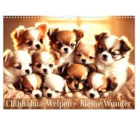 Chihuahua-Welpen - Kleine Wunder (Wandkalender 2026 DIN A3 quer), CALVENDO Monatskalender: Ein Jahr voller flauschiger Chihuahua-Freude
