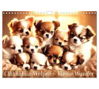 Chihuahua-Welpen - Kleine Wunder (Wandkalender 2026 DIN A4 quer), CALVENDO Monatskalender: Ein Jahr voller flauschiger Chihuahua-Freude