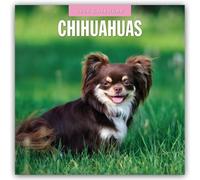 Chihuahuas - Chihuahua 2026 - 16-Monatskalender: Original Red Robin Publishing Ltd-Kalender [Mehrsprachig] [Kalender]