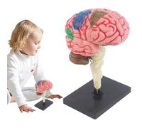 Child Brain Dissection Kit - Dimostrazione realistica in classe, sezioni per componenti multicolori, ripartizione 'organo abilitato al laboratorio | 3D -accademico, medicina plastica