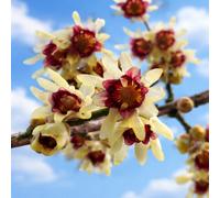 Chimonanthus praecox - 150Y - Calicanto d'inverno | Calicanto giapponese