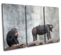 Chimpanzee funny Animals TREBLE TELA parete arte foto stampa