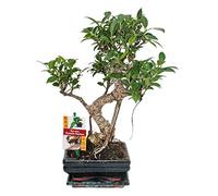 Chinese fig tree - Ficus retusa - 6 years