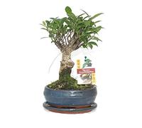 Chinese fig tree - Ficus retusa - 6 years - spherical shape