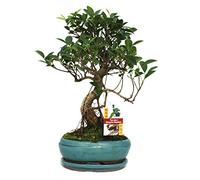 Chinese fig tree - Ficus retusa - 8 years