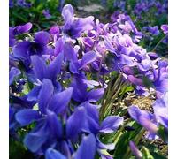 Chinesische Violette samen zum pflanzen im freien nicht-gvo mehrjährige blüten chinesische viola samen schatten tollerante blumensamen geschenk für gärtner 200 pezzi