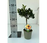 Chinotto Mini Albero in Vaso di Plastica Riciclabile, Ø 15 cm, Colore Cotto 40 cm di altezza - pianta viva