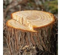 Chiodi per ceppi di rame da 7,6 cm per punte per uccidere le radici degli alberi, materiale in rame massiccio, rimozione rapida dei ceppi senza scavare, uso in giardino e paesaggistica