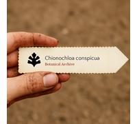 Chionochloa conspicua SEEDS - - SEMI Erba della neve | Tussock d'argento