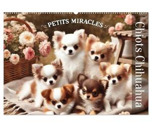 Chiots Chihuahua - Petits miracles (calendario murale 2026 DIN A2 orizzontale), Calvendo calendrier mensuel