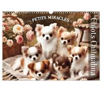 Chiots Chihuahua - Petits miracles (calendario murale 2026 DIN A3 orizzontale), Calvendo calendrier mensuel