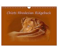 Chiots Rhodesian Ridgeback (Calendrier mural 2027 DIN A4 vertical), CALVENDO calendrier mensuel: Photographies de chiots de Rhodesian Ridgebacks en Afrique du Sud.