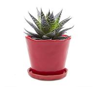 CHIVE Vasi per piante in ceramica Tika - Vasi carini e belli per fiori e piante da appartamento per interni ed esterni - Grandi (12,7 cm) - Rosso