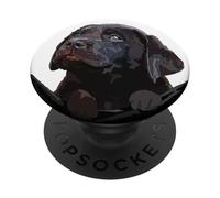 Chocolate Lab Dog in Pocket - Labrador Retriever, cucciolo di cane marrone PopSockets PopGrip Adesivo