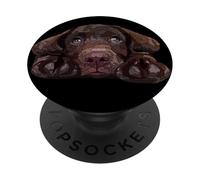 Chocolate Lab Dog - Labrador Retriever, cucciolo di cane marrone PopSockets PopGrip Adesivo