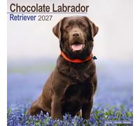 Chocolate Labrador Retriever 2027 Calendar | Square Wall Calendar | Dog Breed Gift | Plastic Free Packaging | by Avonside Publishing