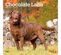 Chocolate Labrador Retriever - Brauner Labrador Retriever 2027 - 16-Monatskalender: Original BrownTrout-Kalender [Mehrsprachig] [Kalender]