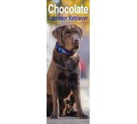 Chocolate Labrador Retriever Slim 2026 Calendar | Slimline Wall Calendar | Dog Breed Gift | Plastic Free Packaging | by Avonside Publishing