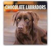 Chocolate Labrador Retrievers - Schokoladenbraune Labrador Retriever 2026 - 16-Monatskalender: Original Red Robin Publishing Ltd-Kalender [Mehrsprachig] [Kalender]