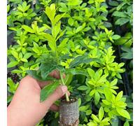 Choisya ternata, ornamentali per zone soleggiate siepi resistenti, Decorazioni autunnali per un giardino resistente balcone recisi di selvatici 120semi