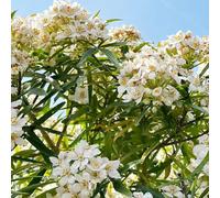 Choisya ternata, semi di resistenti siepi resistenti, Decorazioni autunnali per un giardino resistente Arredamento del soggiorno con rialzata 320semi