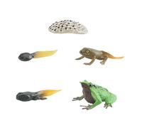 Chosertory Ciclo Vitale Della Rana - Giocattoli - Ausili Didattici Scientifici - Animale