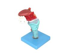 Chosertory Modello di Anatomia Faringe Durevole Modello Anatomia di Faringe, Lingua Dentario Base Esposizione Compatto per Medici, Educazione Clinica