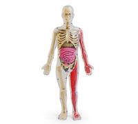 Chosertory Modello Modello Corpo Umano Figura Trasparente Scheletro Organi Staccabili con Dettagli Vascolari Fosforescenti Materiale PP Adatto per Studenti, Modello Anatomico Fai Da Te