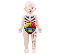 Chosertory Modello Tridimensionale del Busto Umano, Scomponibile, per L'analisi del Viscerale, Ideale per Dimostrazioni Didattiche in Class, Adulti