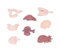 Chrees Modello anatomico per l'insegnamento, strumento professionale per strumenti professionali scolastici, modello dell'organo umano, visualizza l'anatomia del corpo con cuori cerebrali, fegato e