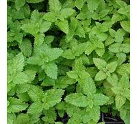 Chrestensen Lemon Balm (Melissa Officinalis) 50 Perennial Fragrant Seeds Seeds ONLY