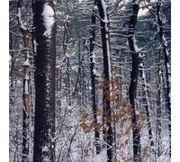Chris Brokaw Forestry Ep (Vinyl LP)