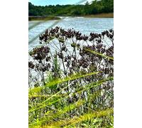 Christmas Star and Angels Stained Glass Window in Charleston SC Gratitude Notebook: (6 x 9 ) lined 100 premium page hardcover notebook for daily reflection and spiritual growth