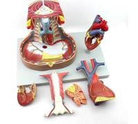 CHROX Modello Anatomico del Cuore in PVC Modello del Mediastino Torace Timo E Mediastino Aiuto Didattico per La Respirazione Anatomica Medica
