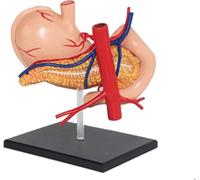 CHROX Modello Anatomico dello Stomaco Umano, Modello di Stomaco 4D Dell'apparato Digerente Rimovibile per Lo Studio Medico, Sussidi Didattici Educativi, Modelli Medici