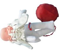 CHROX Modello di Bacino per Parto A Grandezza Naturale, Modello di Bacino Femminile, Modello Pelvico per Dimostrazione del Parto, Include Modelli di Bambino, Bacino E Placenta Staccabile