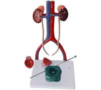 CHROX Modello di Sistema Genitourinario in PVC, Modello di Sistema Urinario Umano Femminile, Modello di Anatomia di Rene, Vescica, Uretere per La Formazione Medica Fisiologica