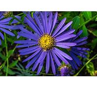 Chrysanthemum Blue Purple New York Aster Shrub 100 Seeds Seeds ONLY