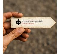 Chrysothemis pulchella SEEDS - - SEMI Fenicottero nero | Foglia di rame