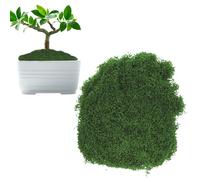 CHUNLINLAODA Muschio Stabilizzato 100g Muschio Artificiale Muschio Finto per Decorazioni Muschio Naturale Muschio Stabilizzato è Adatto per Decorazioni Floreali Vivaio da Giardino Fai da Te (A)