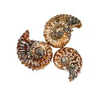 CHYIFSHIYM Esemplare fossile di ammonite naturale, 11 cm, pietra preziosa lucida, decorazione minerale fossile, per la casa e la collezione