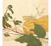 Chypho Entomongaku (CD)