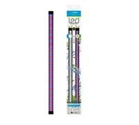 Ciano CLA 60/80 - Unità luminosa a LED per acquari Aqua 60 e 80, colore: rosa/blu
