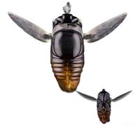 Cicada Topwater Lure 3.7g Pinne morbide per azione superficiale Cicala | Forma realistica a forma di cicala, pinne in silicone morbido, azione strisciante superficiale, ganci tripli