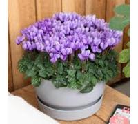 Ciclamini Terre Romagna, Piante in Vaso da 12cm, Fiori Viola,